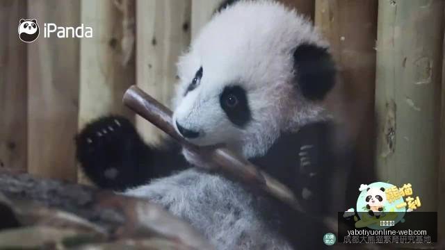 伊斯科,横跨五家西,甲豪门,亚博体育,亚博体育官网,亚博体育app,亚博体育下载